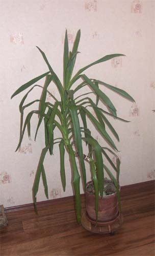 Коллекция растений - Панданус
