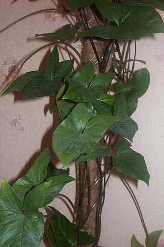 Комнатные растения - Сингониум